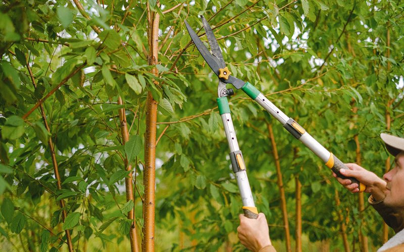 Tree trimming in Rose Hill, IA