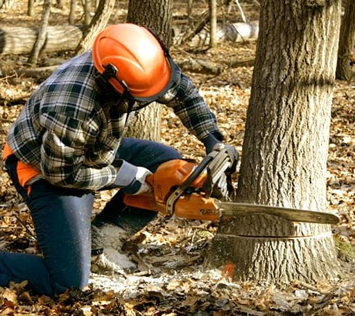 Tree Removal in Rose Hill, IA